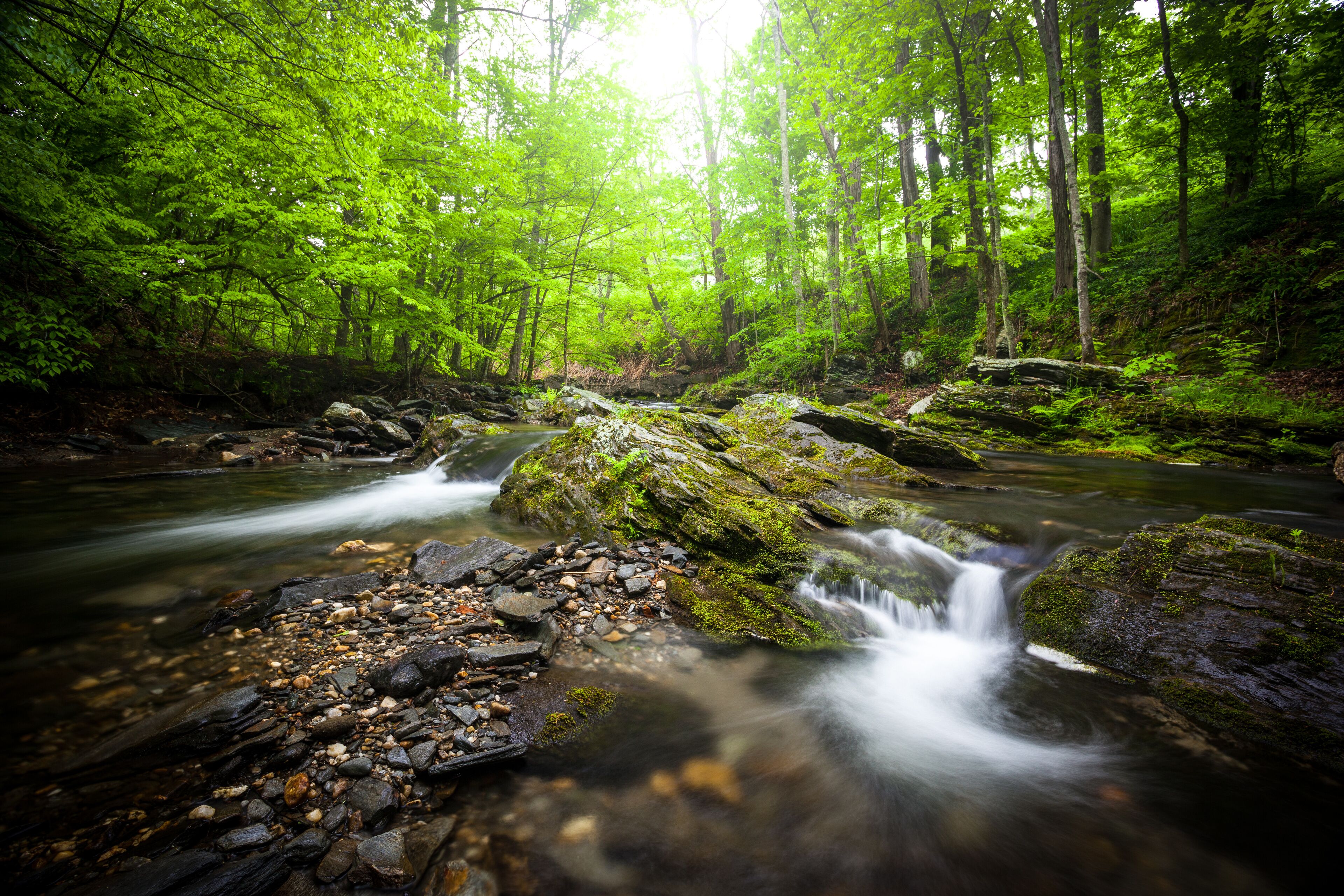 A woodland stream with mossy rocks and waterfalls during springtime