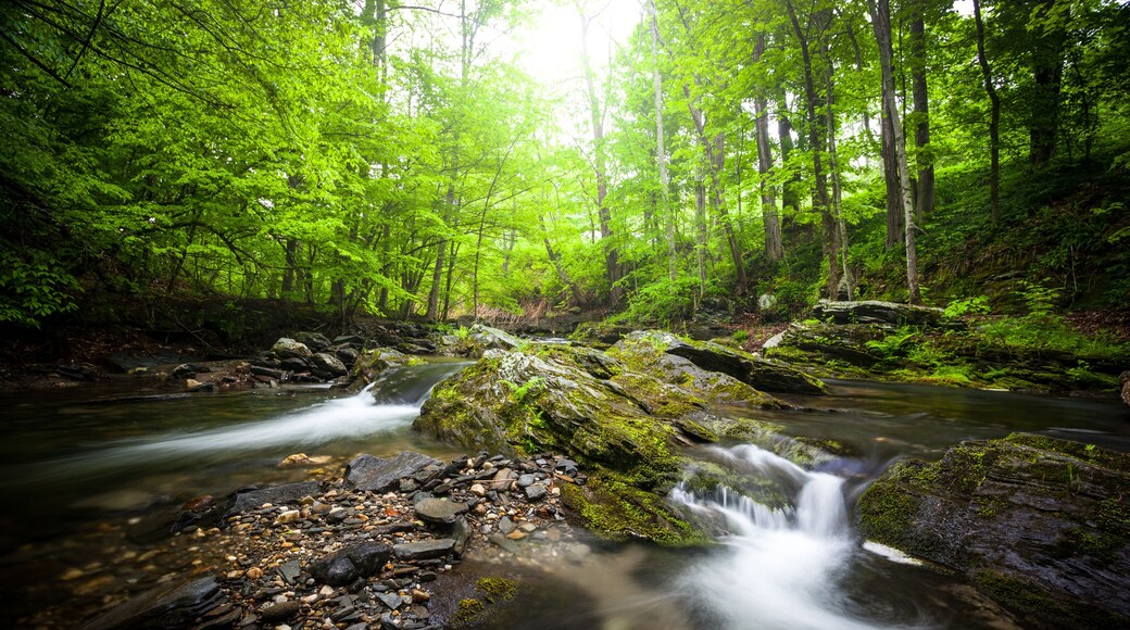 A woodland stream with mossy rocks and waterfalls during springtime