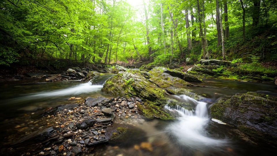 A forest stream with rocks and moss.
