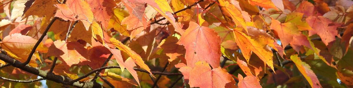 Beautiful woodland foliage, red maple leaves in autumn, Franklin County, Swanton, Vermont.