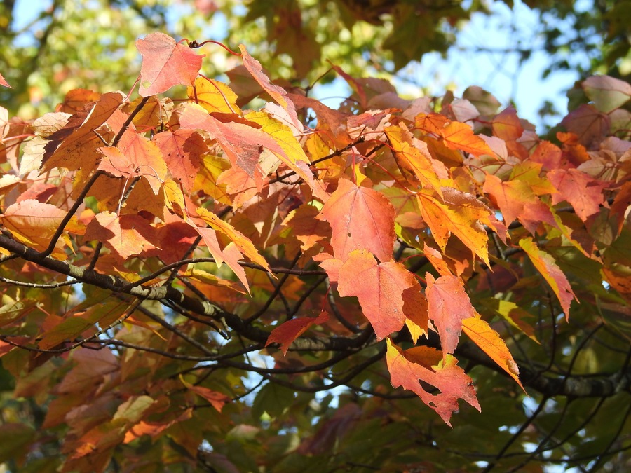 Beautiful woodland foliage, red maple leaves in autumn, Franklin County, Swanton, Vermont.