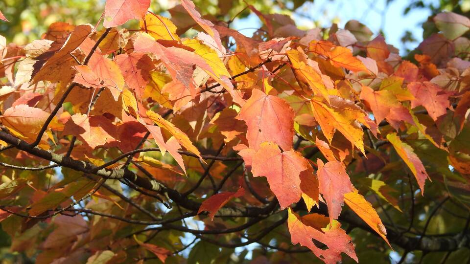 Beautiful woodland foliage, red maple leaves in autumn, Franklin County, Swanton, Vermont.
