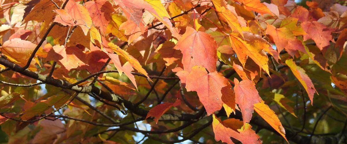 Autumn leaves in various shades of red and yellow.