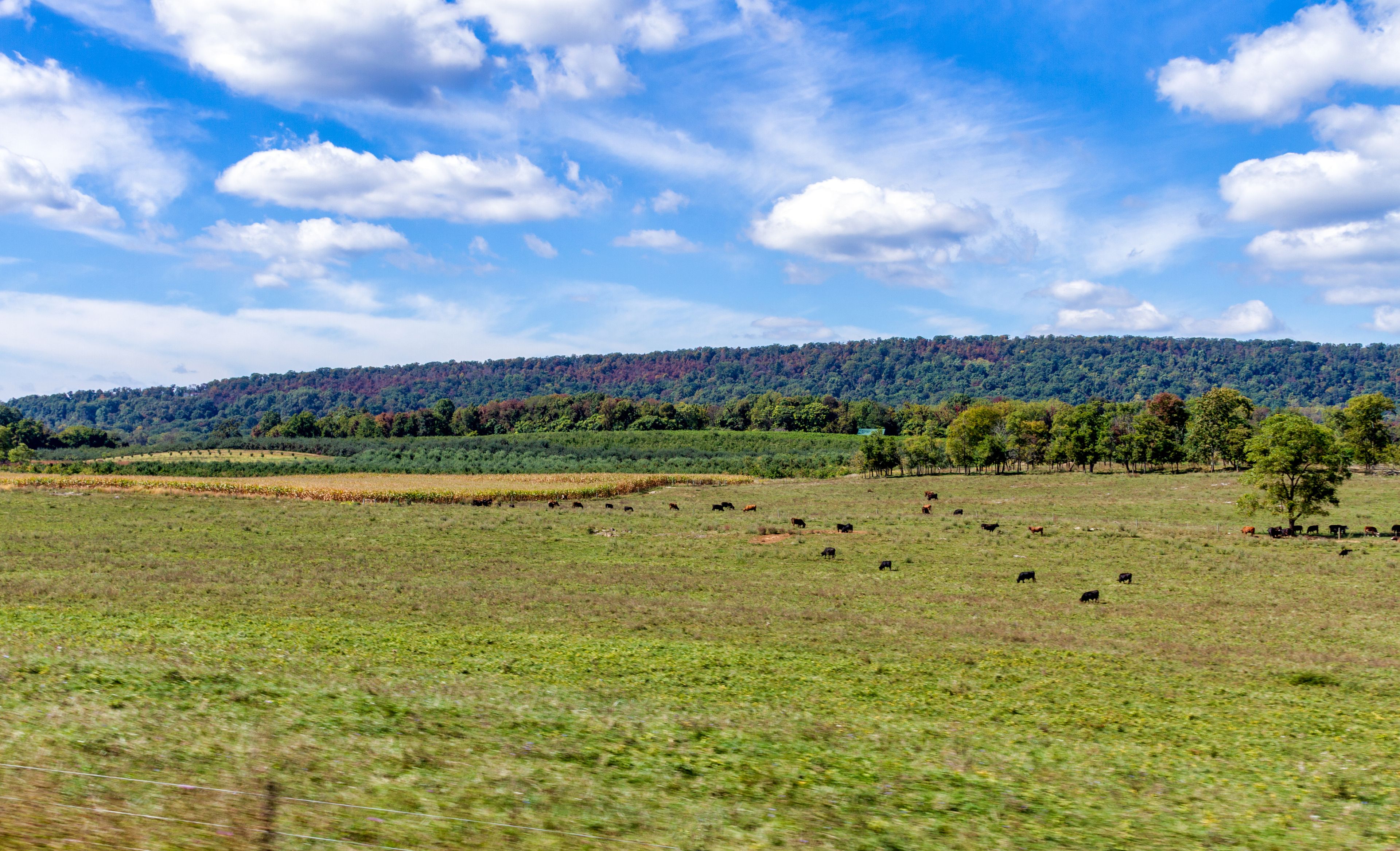 field in the blue ridge