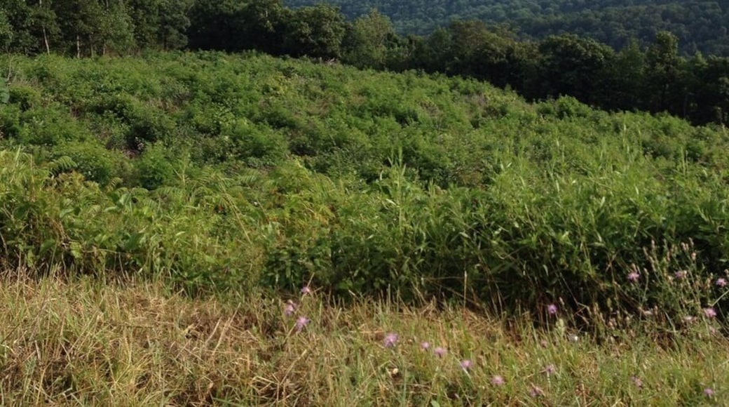 Overlook on Skyline Drive, Virginia. One of over seventy overlooks on the Park drive. Each one better than the last