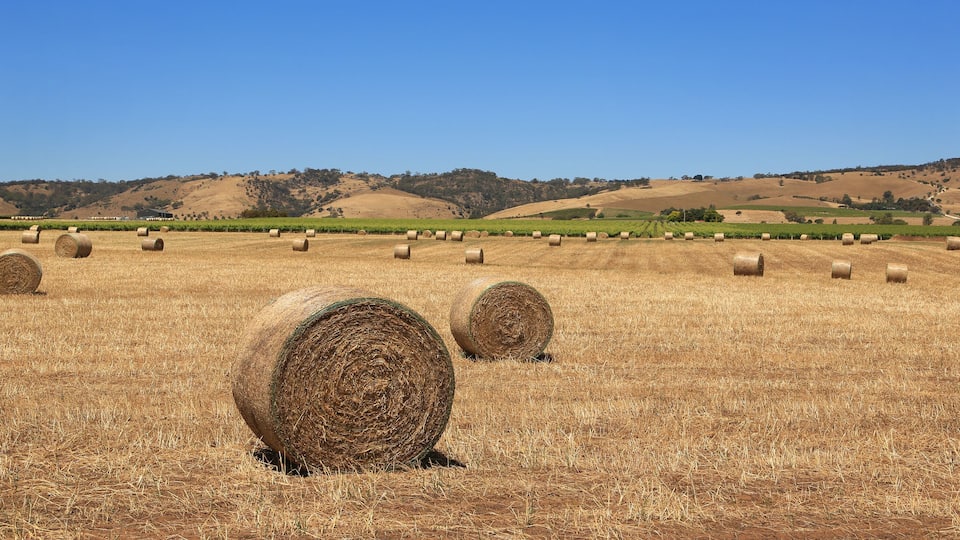Rolled bales of hay and a vineyard near Tanunda in the Barossa Valley, South Australia.