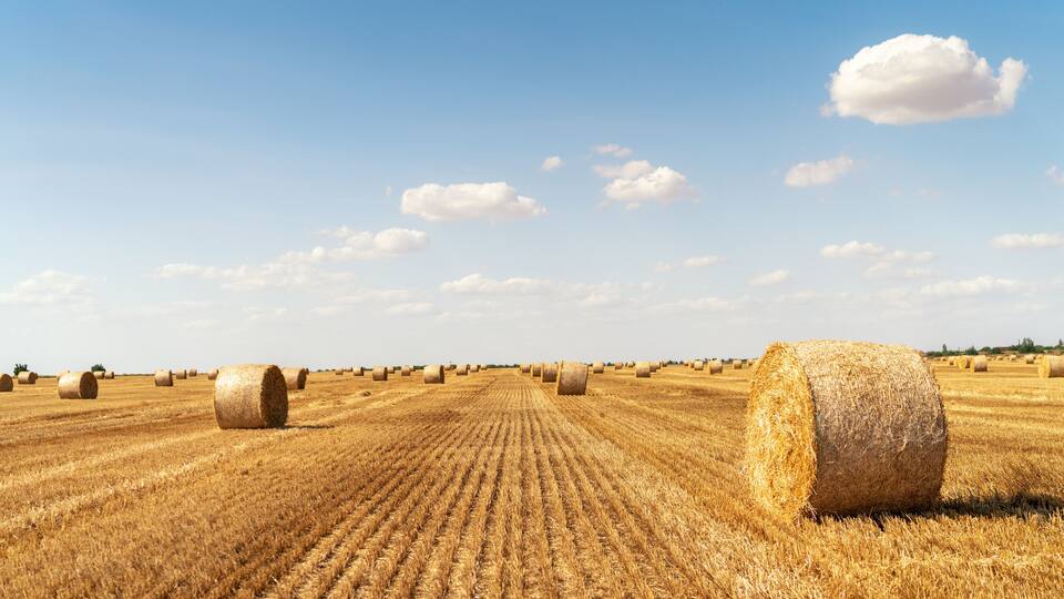 haystacks lie on a field harvesting