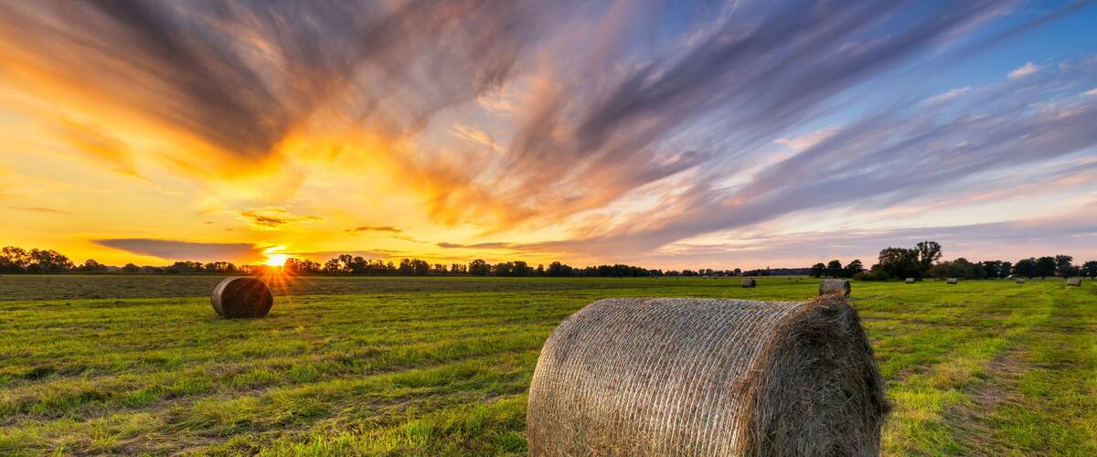 A field with hay bales and a sunset.
