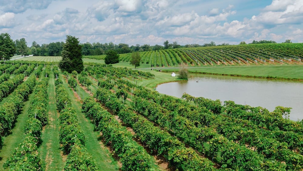 Wine Vineyard on the countryside in Keswick, Virginia, United States.