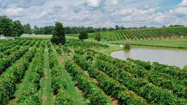 Wine Vineyard on the countryside in Keswick, Virginia, United States.