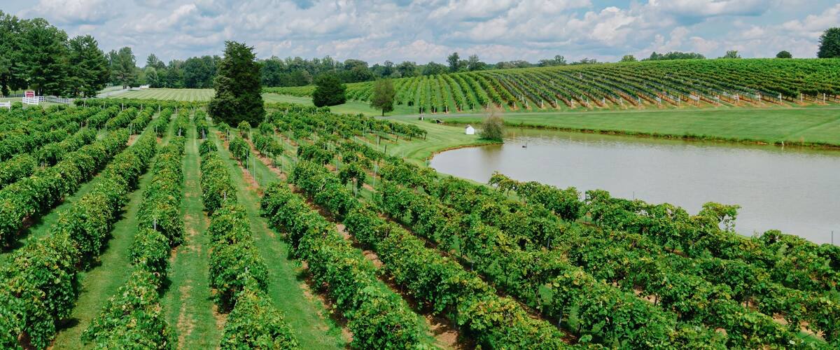 Wine Vineyard on the countryside in Keswick, Virginia, United States.