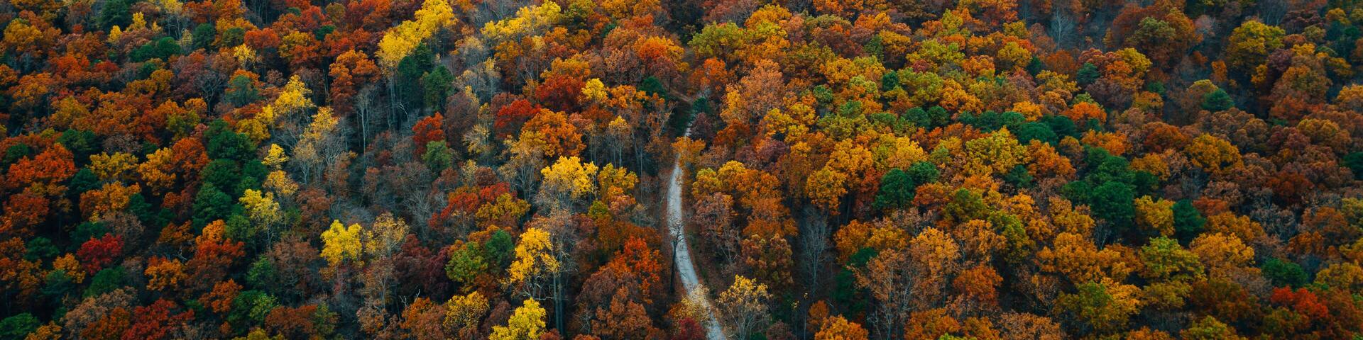 View of a road and autumn color at Big Levels, in George Washington National Forest, Virginia.