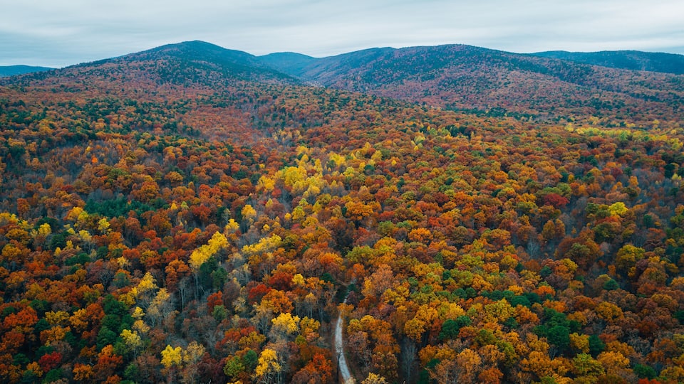 A dense forest with autumn foliage, a winding road, and rolling hills in the background.
