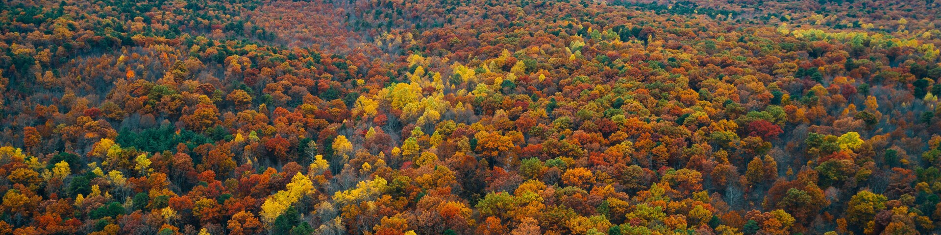 View of a road and autumn color at Big Levels, in George Washington National Forest, Virginia.