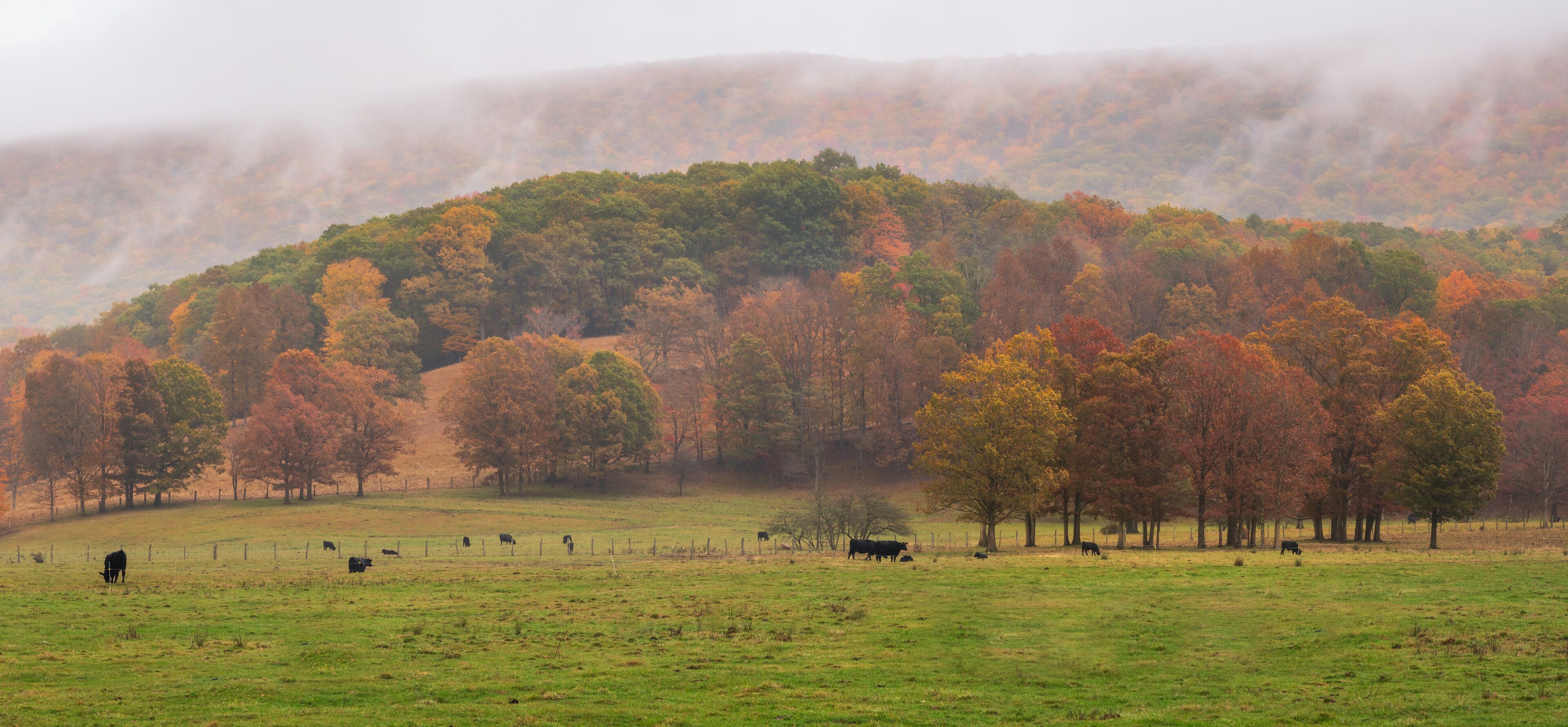 A pastoral landscape with grazing cattle, autumn-colored trees, and a misty hill in the background.