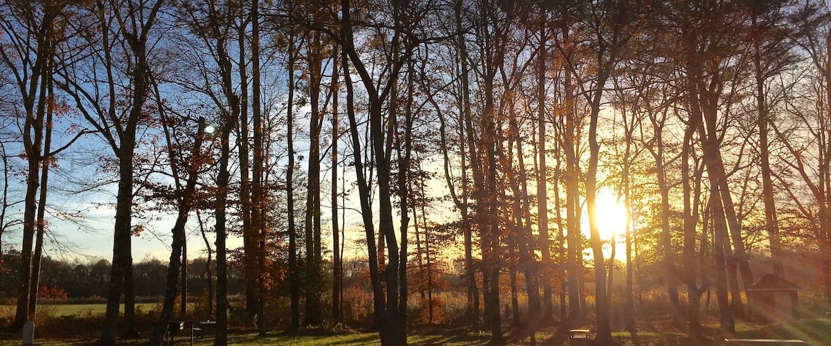 A park with tall trees, a grassy area, and a sunset in the background.