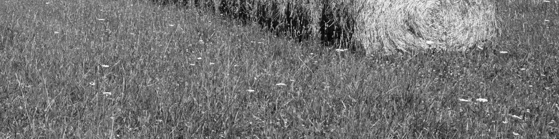 Skyline Drive is a 105-mile road that runs the entire length of the National Park Service's Shenandoah National Park in the Blue Ridge Mountains of Virginia, generally along the ridge of the mountains. We started in VA Port Royal and traveled through to The Smokey Mountains TN.
This is a farm house on the Ridge.