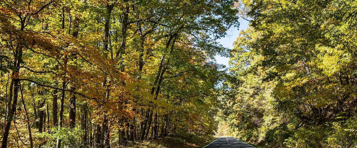 A road flanked by trees with autumn foliage.
