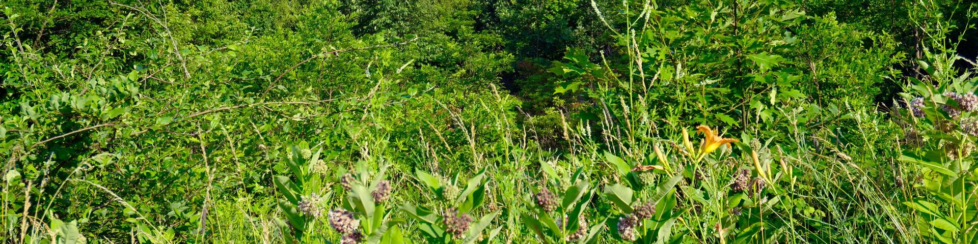 Shenandoah National Park view of Old Rag Mountain from near Skyline Drive. Old Rag Mountain is a 3,284 feet mountain near Sperryville in Madison County, Virginia. A popular hike to the summit.