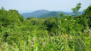 Shenandoah National Park view of Old Rag Mountain from near Skyline Drive. Old Rag Mountain is a 3,284 feet mountain near Sperryville in Madison County, Virginia. A popular hike to the summit.