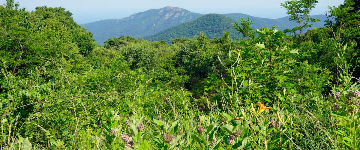 A lush green landscape with dense vegetation and distant mountains under a clear sky.