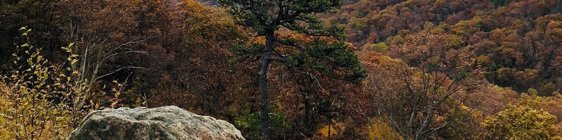 A mountainous landscape with autumn foliage, a prominent pine tree, and distant valleys.