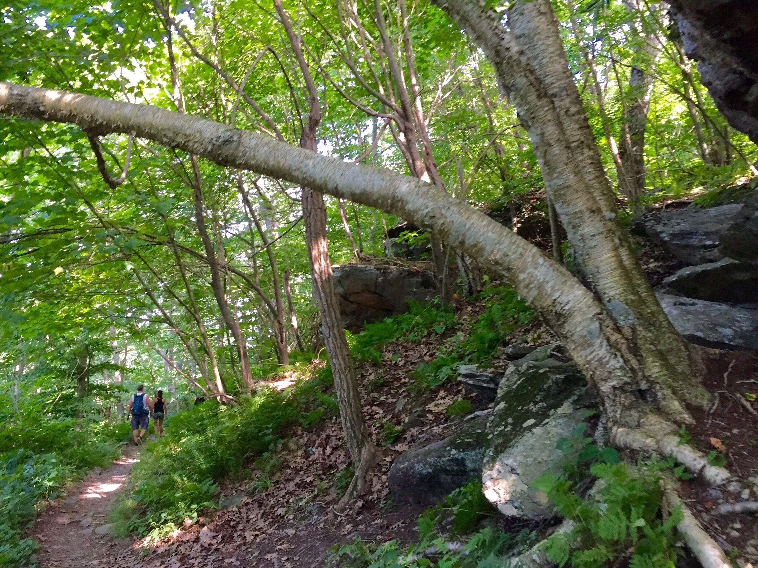 Hiking the AT trail in Va..