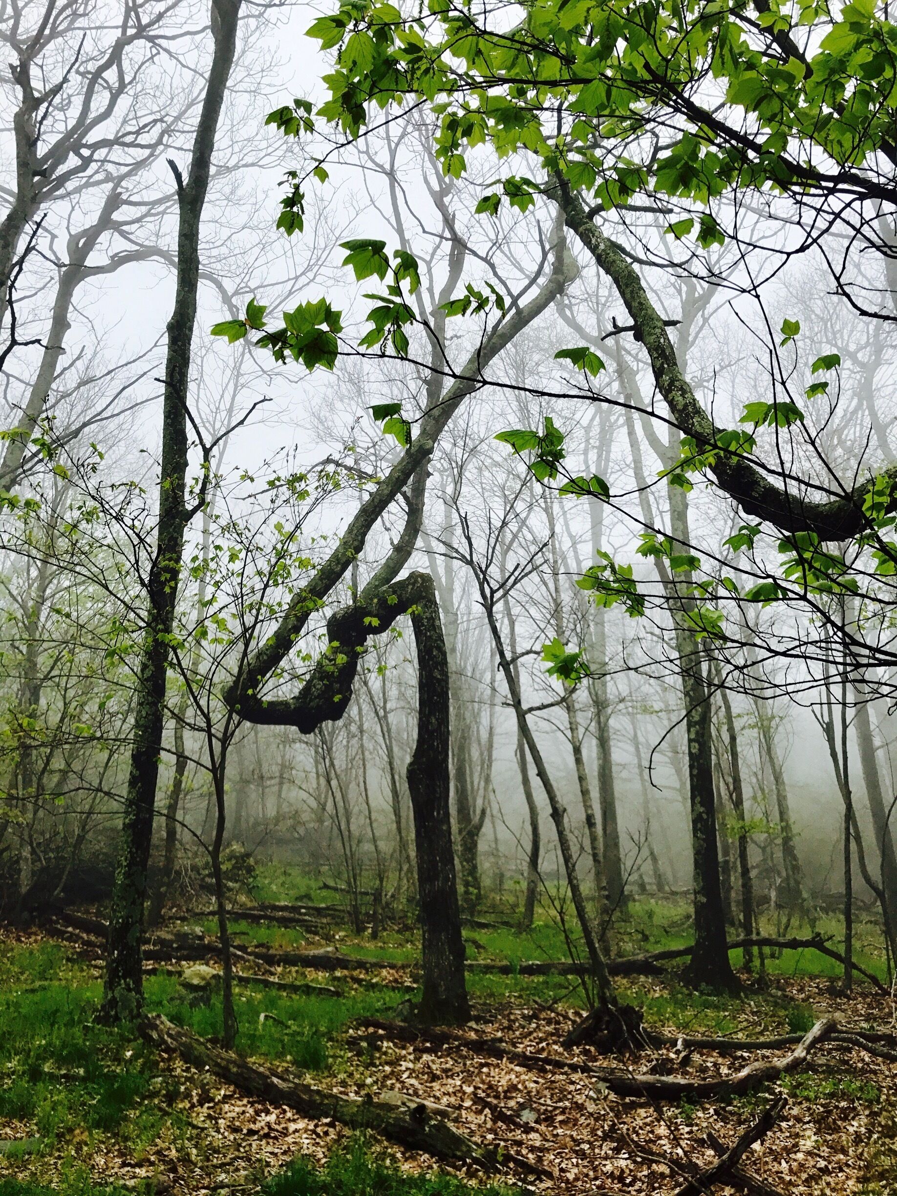 Un bosque con árboles altos y una atmósfera brumosa.