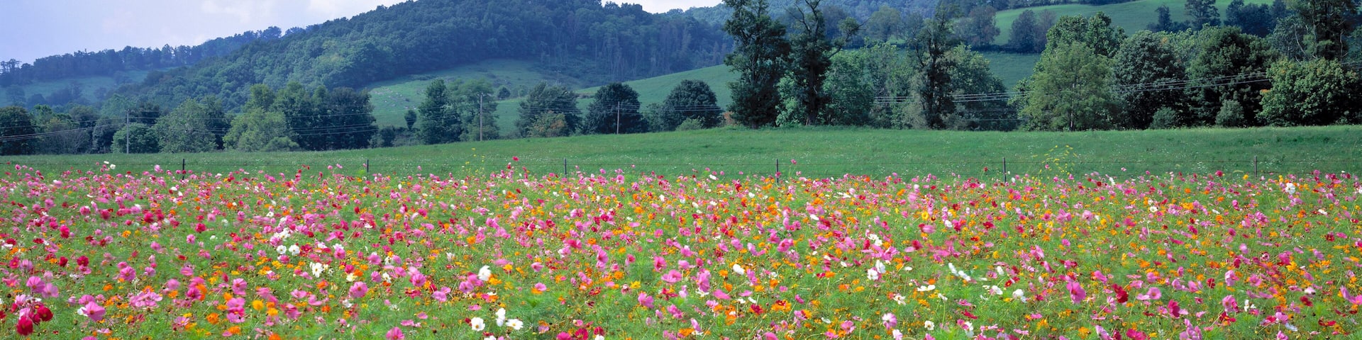 USA, Virginia, Tazewell. Colorful cosmos cover a wide field near Tazewell, Virginia.