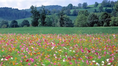 USA, Virginia, Tazewell. Colorful cosmos cover a wide field near Tazewell, Virginia.