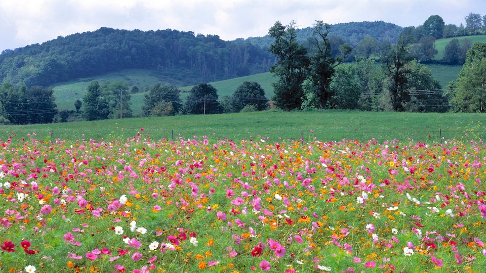 A field of wildflowers with a backdrop of rolling hills and a forested mountain range.