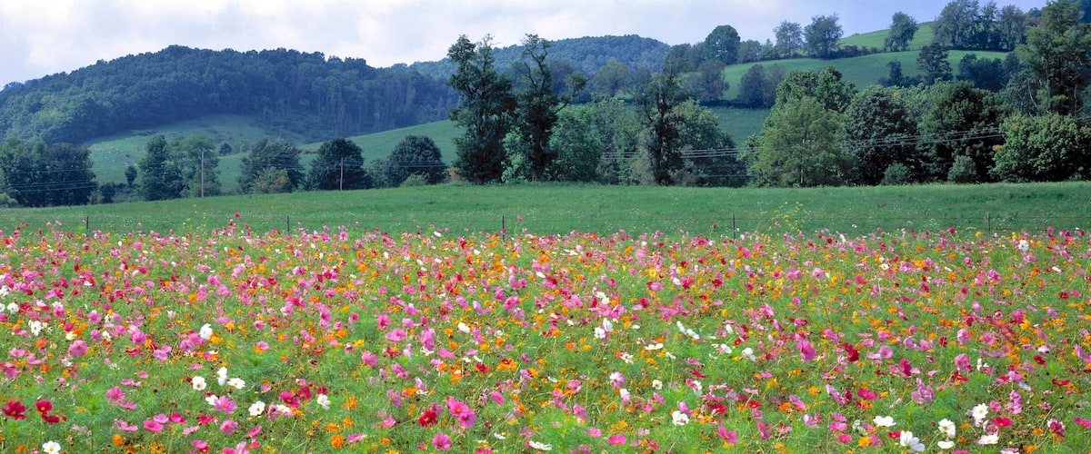 A field of wildflowers with a backdrop of rolling hills and a forested mountain range.