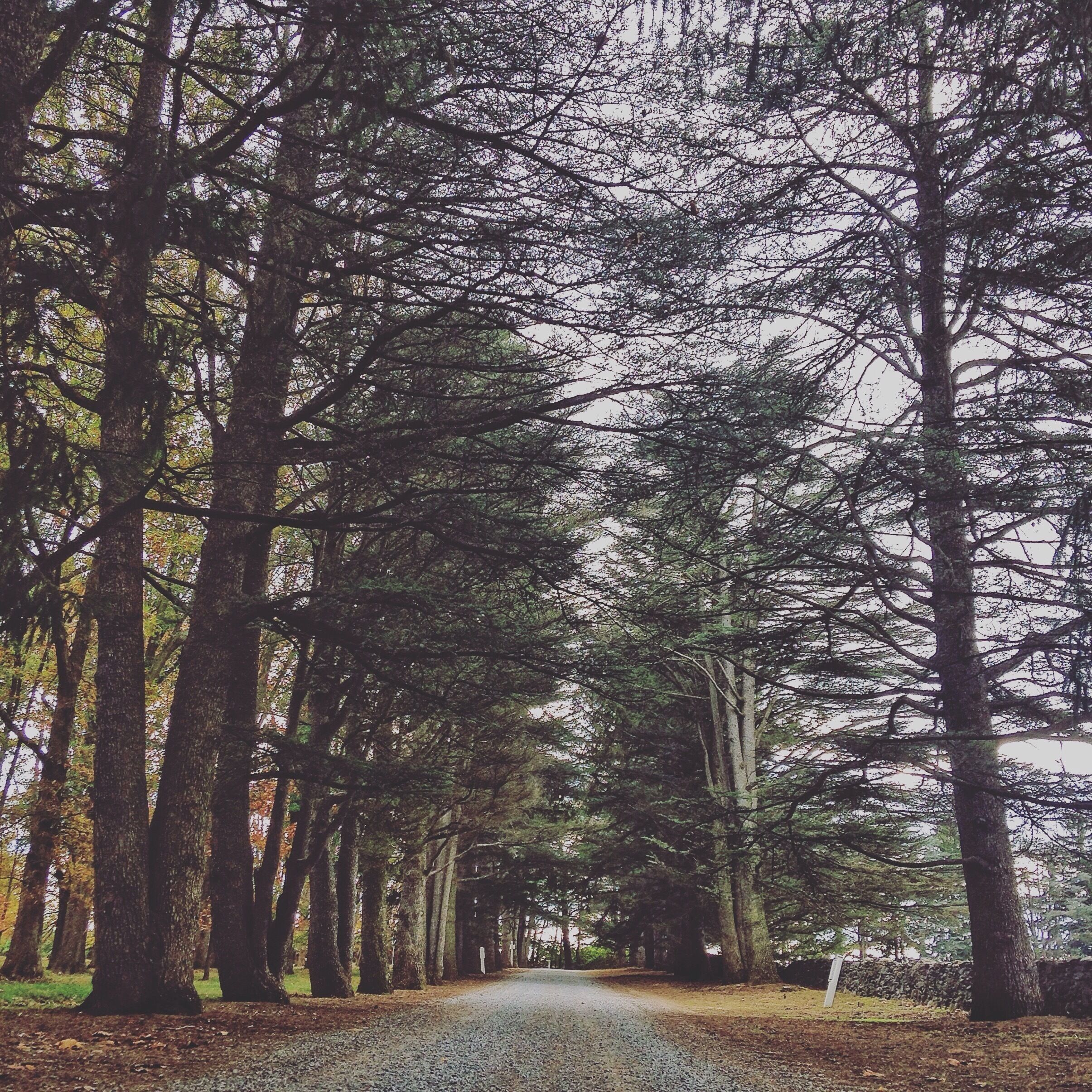Blandy Farm right off Route 50 in Virginia. Great place to spend a few hours to take in the scenery. #blandyfarm #virginia #pinetrees #shenandoahvalley