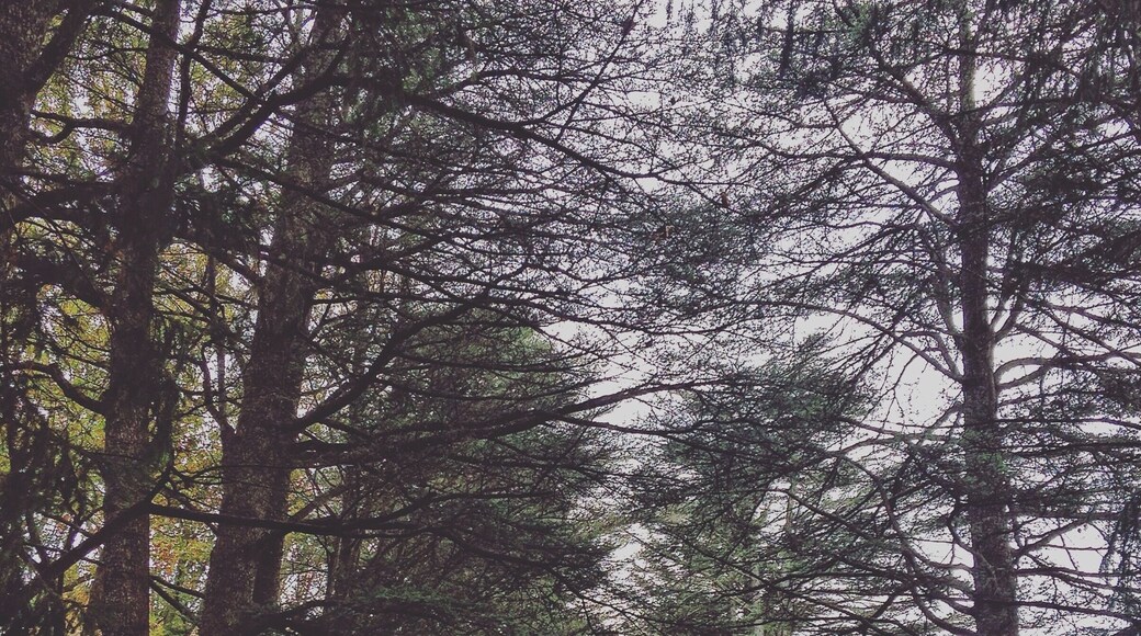 Blandy Farm right off Route 50 in Virginia. Great place to spend a few hours to take in the scenery. #blandyfarm #virginia #pinetrees #shenandoahvalley