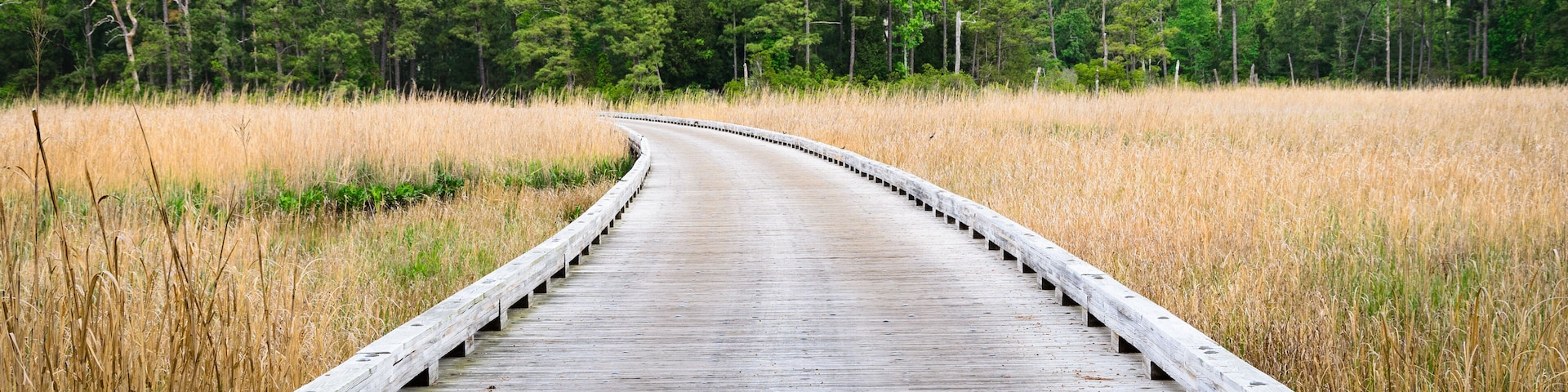 A wooden boardwalk curving through a field with tall grasses and a forest in the background.
