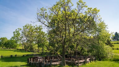Un gran árbol en un campo cubierto de hierba, con una cerca de madera y un cielo azul despejado.