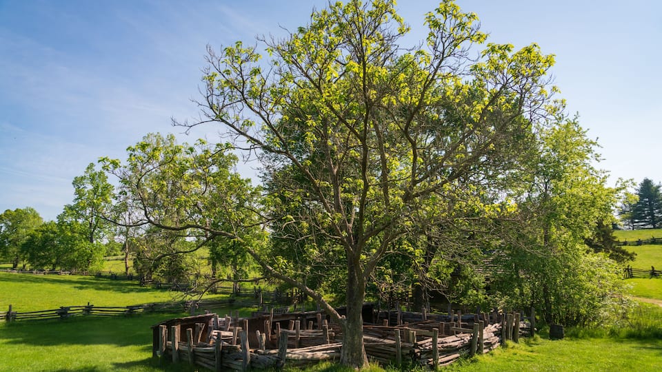 A large tree in a grassy field with a wooden fence and a clear blue sky.