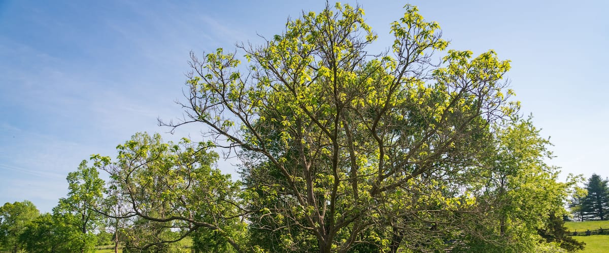 A large tree in a grassy field with a wooden fence and a clear blue sky.