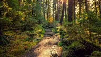 Olympic National Forest, Olympic National Park
