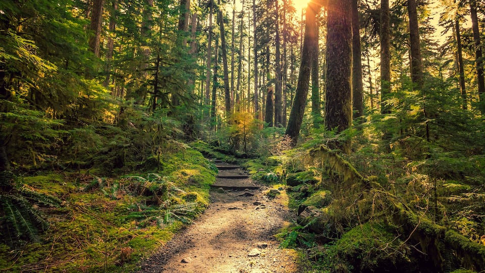 A forest path with sunlight filtering through the trees.