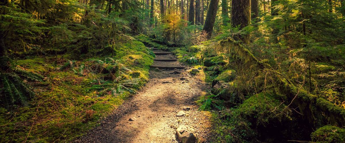 Olympic National Forest, Olympic National Park