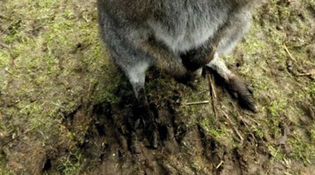 Bring shoes that can get muddy. Feed and observe rescued roo's and wallaby's, and see lemurs, llamas, ostriches, donkeys, etc.