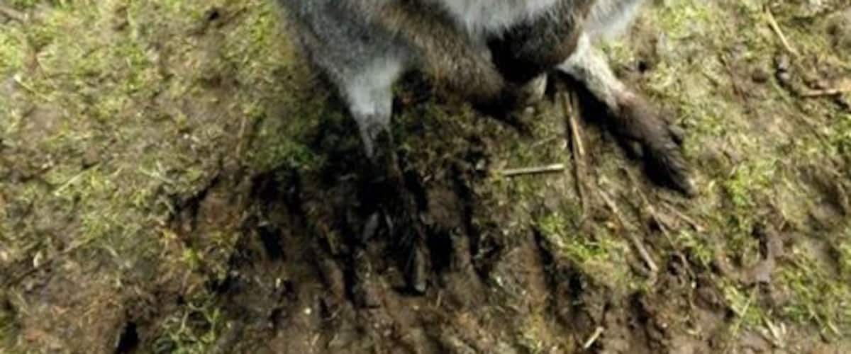 A kangaroo standing on a grassy terrain with sparse vegetation.