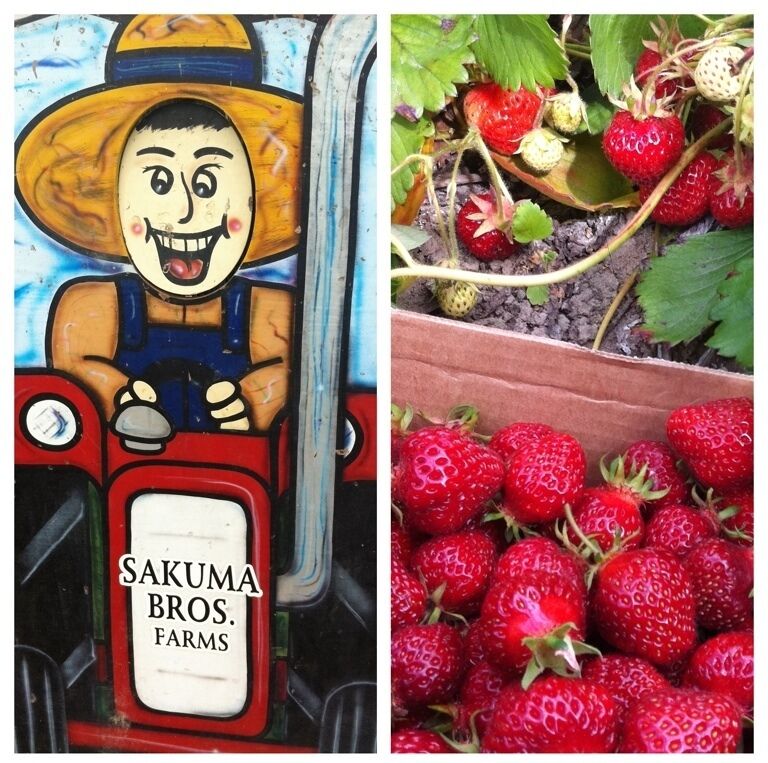 Worth the drive to pick strawberries or raspberries in scenic, rural Skagit Valley.  Ride a tractor out to the fields, bring a picnic lunch, but save room for their ice cream with berries!