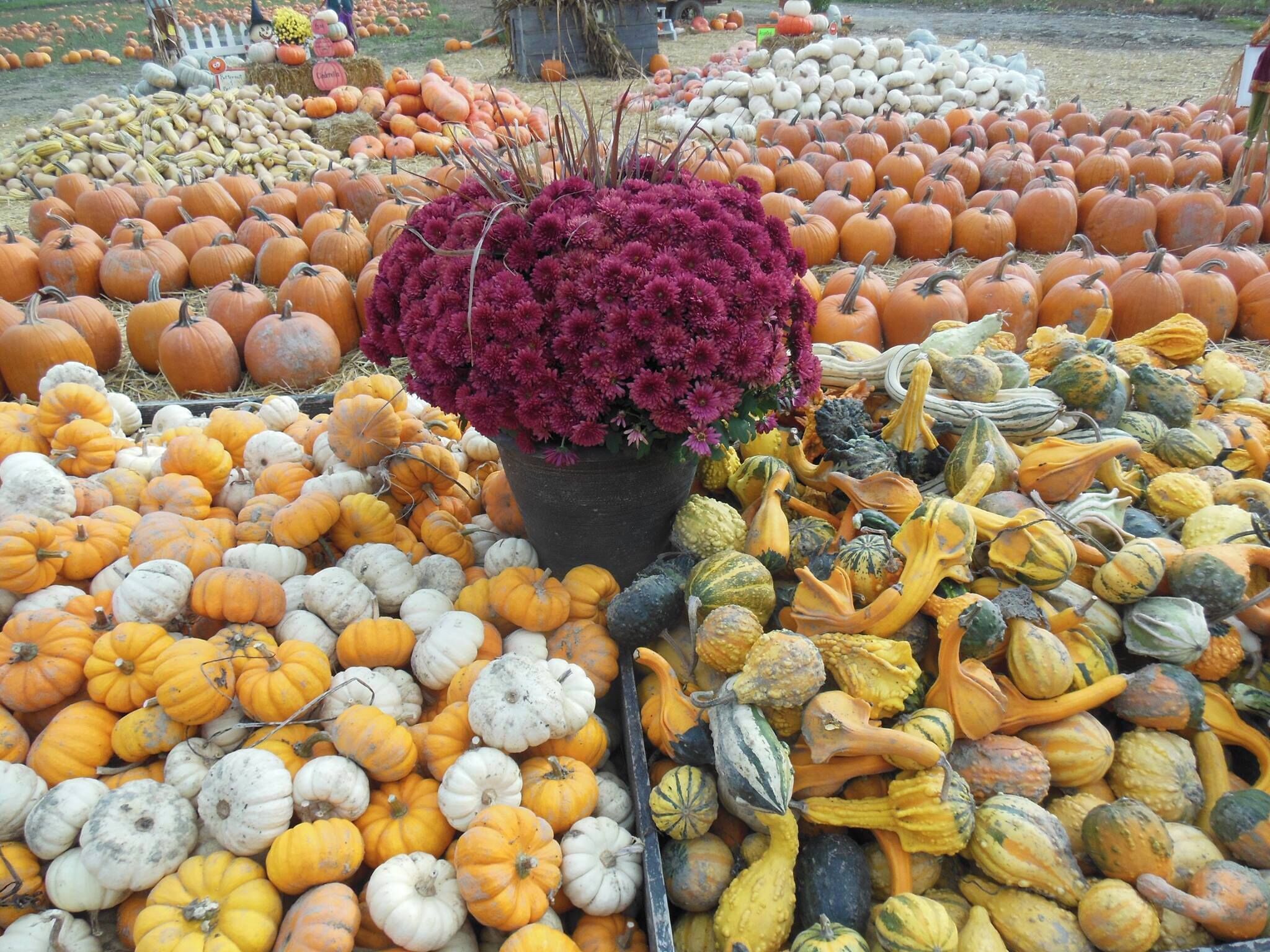 One of our favorite places in the fall, a beautiful Pumpkin Patch with all sorts of fall colors and pumpkins to choose for decorating, along with activities for the kids  #pattern