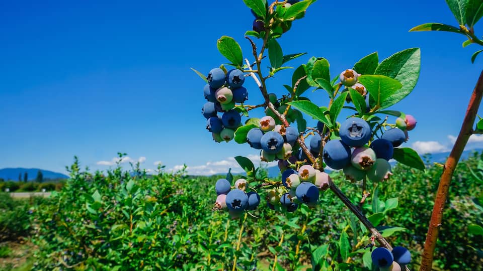 A blueberry bush with ripe blueberries against a clear blue sky.