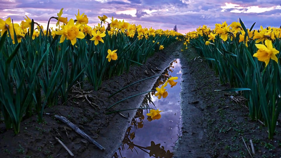 A field of yellow daffodils with a muddy path reflecting the flowers.
