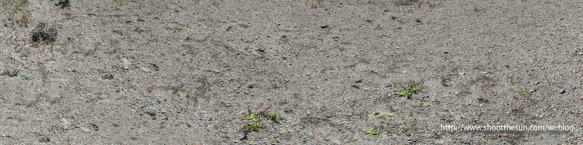 The Toutle River runs for 17 miles in two separate forks, converging into one and finally spilling into the Cowlitz River just a few miles north of Castle Rock.
At this point on the boundary trail, you can see that ash still pervades its banks, though the inevitable spread of flora and fauna will soon build up enough topsoil to revitalize the area.
I had never seen a clearer, and more definitive view of the tributary, even in photographs. It is astounding how much of the mountain's topography, geology and habitat are on clear display on this trail. And on a beautiful day, you can't really find a more beautiful hike in the southwestern portion of the state.