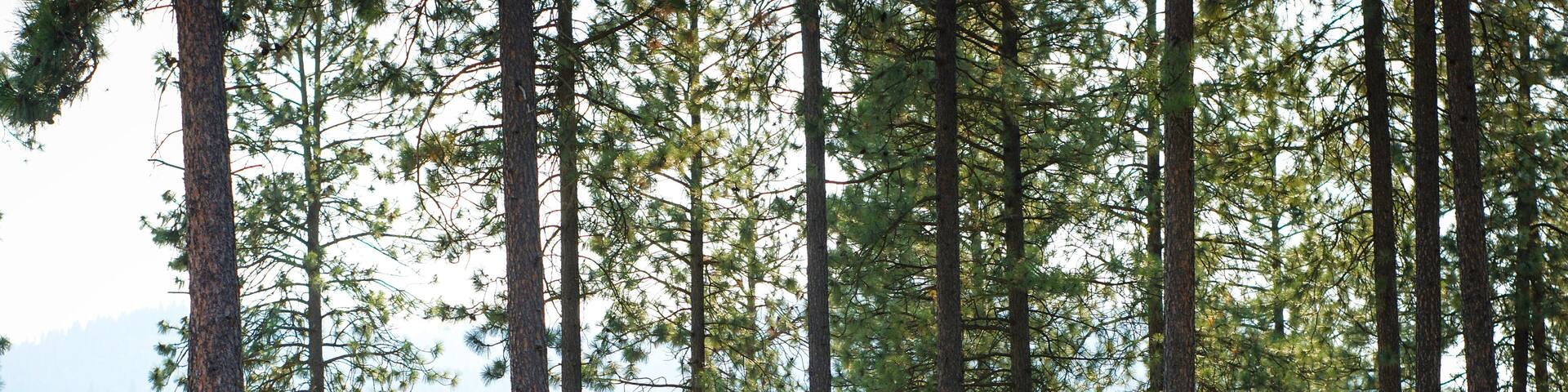 Trees in Chewelah Washington with Colville National Forest in distance