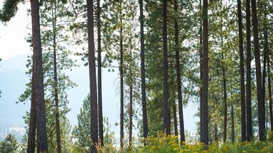 Ein Wald mit hohen Kiefern und gelben Wildblumen.